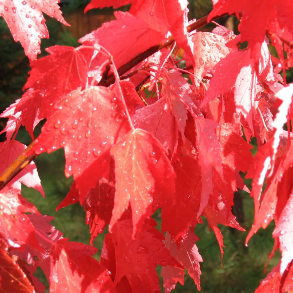 Picture of Acer rub. Autumn Radiance®