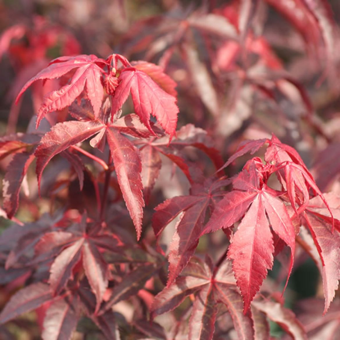 Picture of Acer pal. 'Bloodgood'