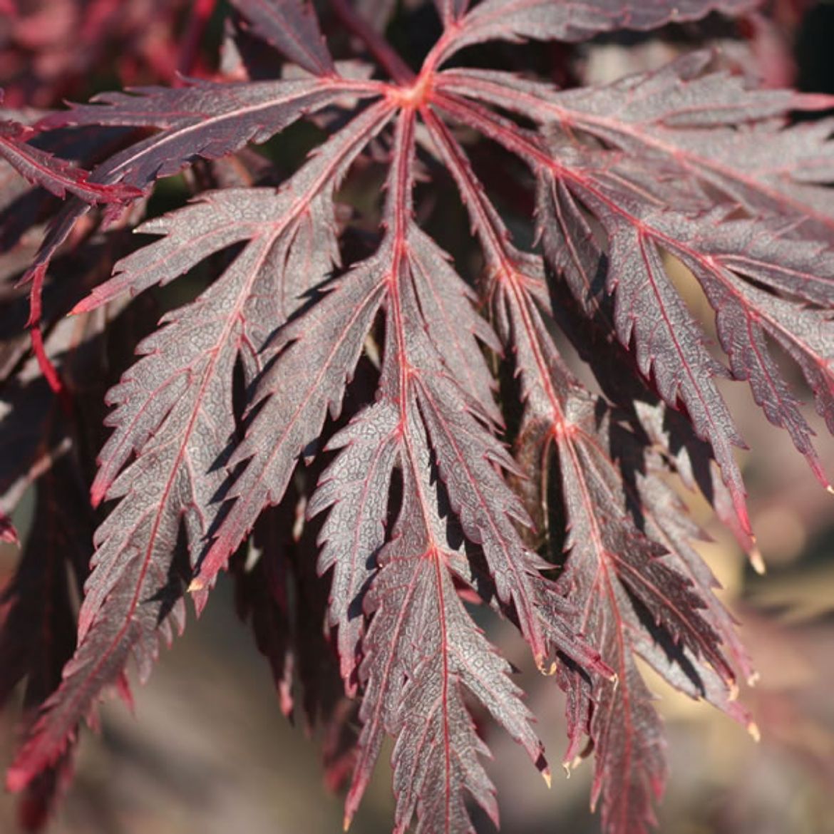 Picture of Acer pal. var. dis. 'Red Select'