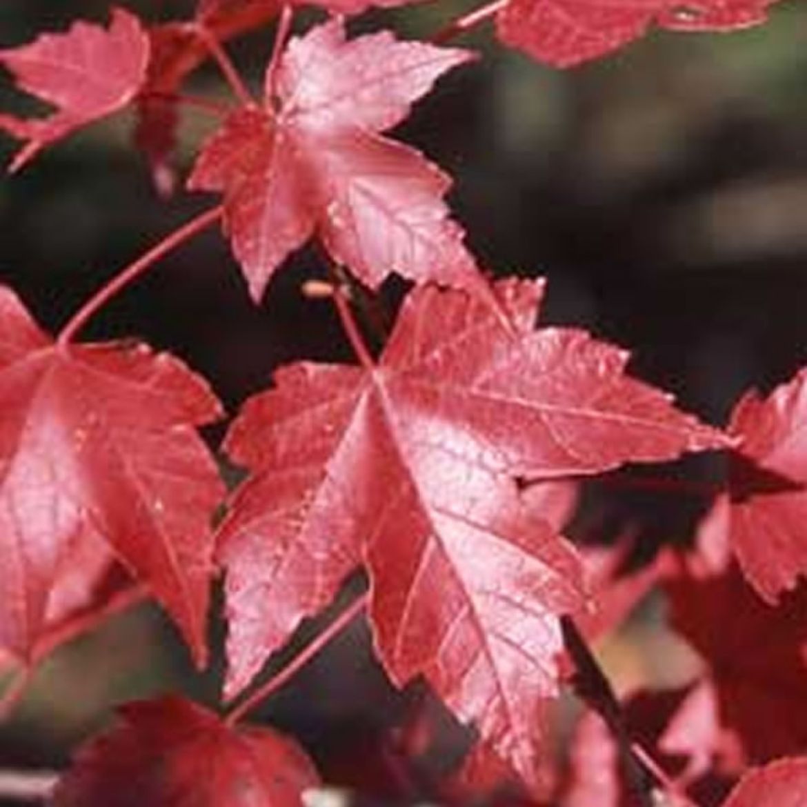 Picture of Acer rub. Redpointe®