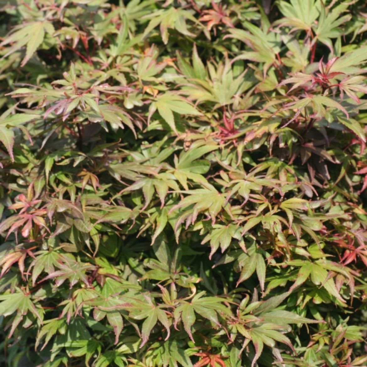 Picture of Acer pal. 'Shaina'