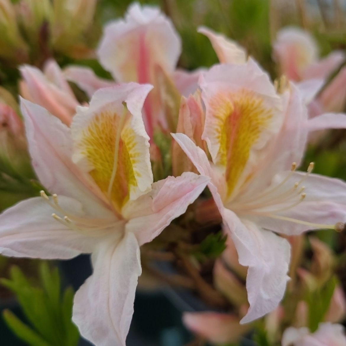 Picture of Azalea 'Weston's Pink and Sweet'