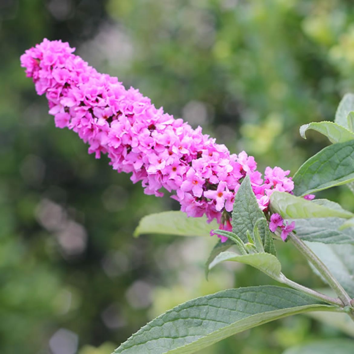 Picture of Buddleia Lo & Behold® 'Pink Micro Chip'