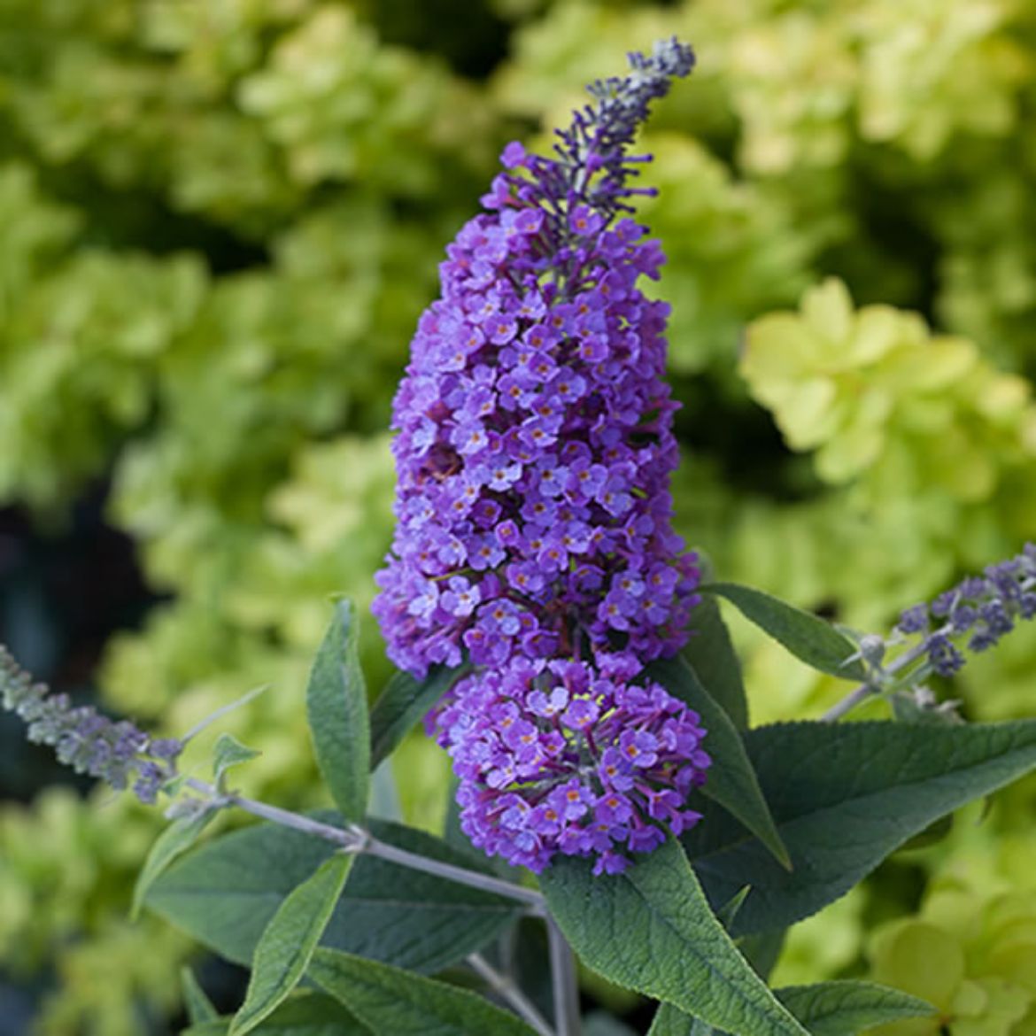 Picture of Buddleia Lo & Behold® 'Purple Haze'