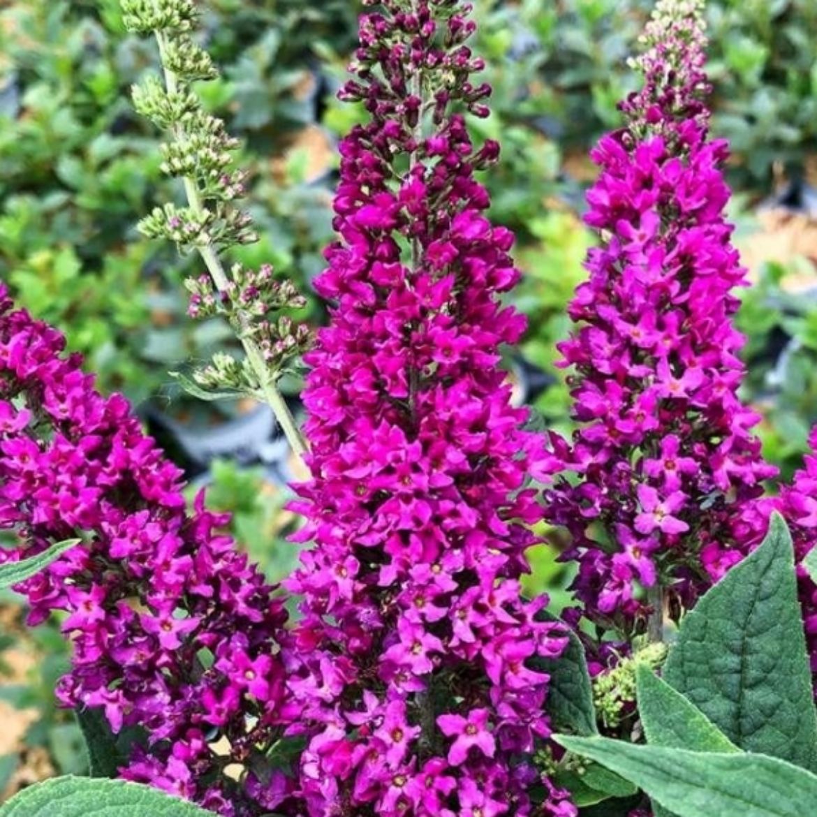 Picture of Buddleia Lo & Behold Ruby Chip®