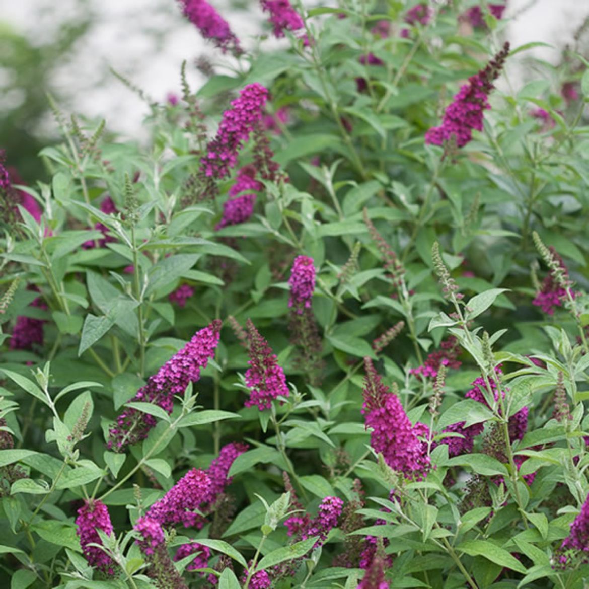 Picture of Buddleia 'Miss Molly'