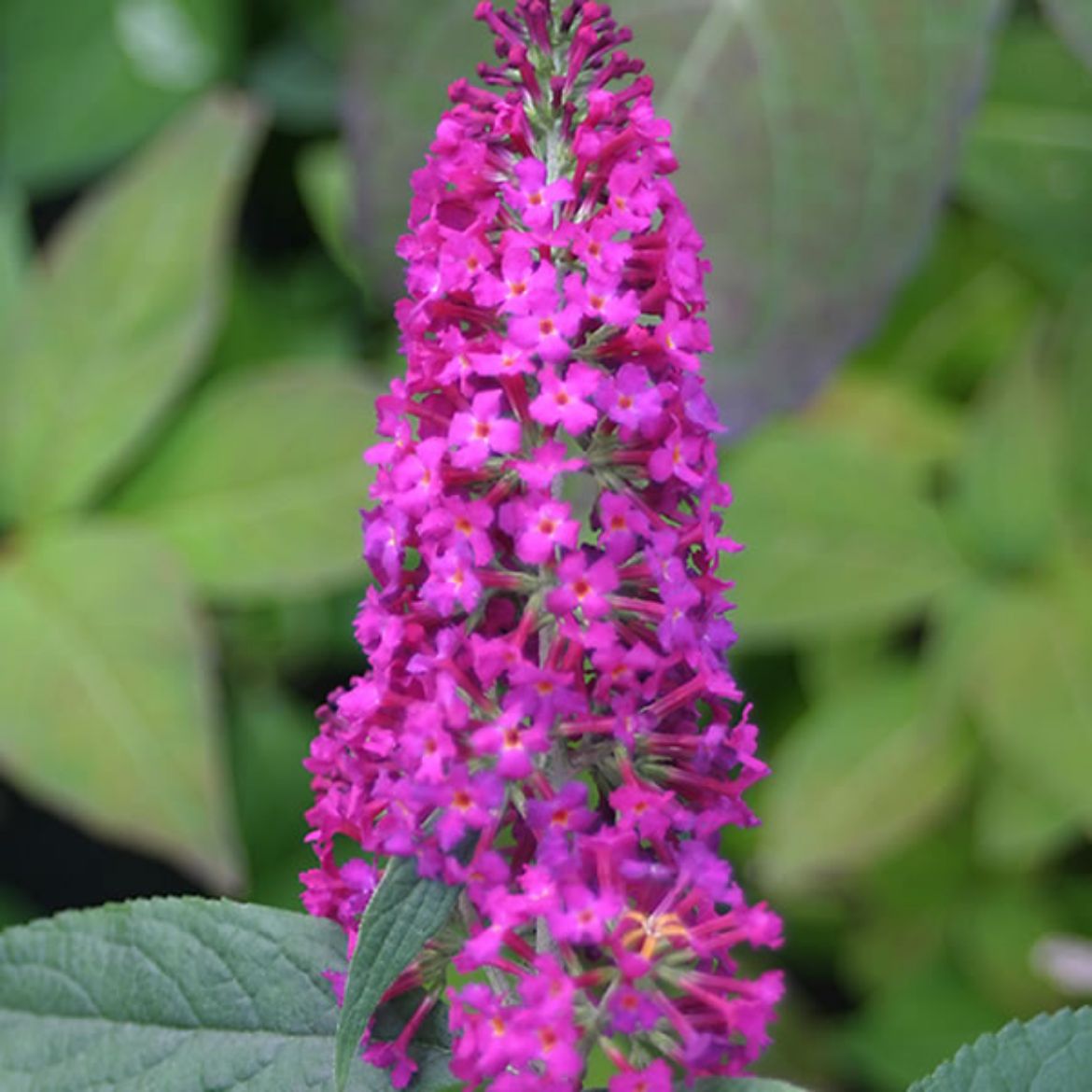 Picture of Buddleia 'Miss Ruby'