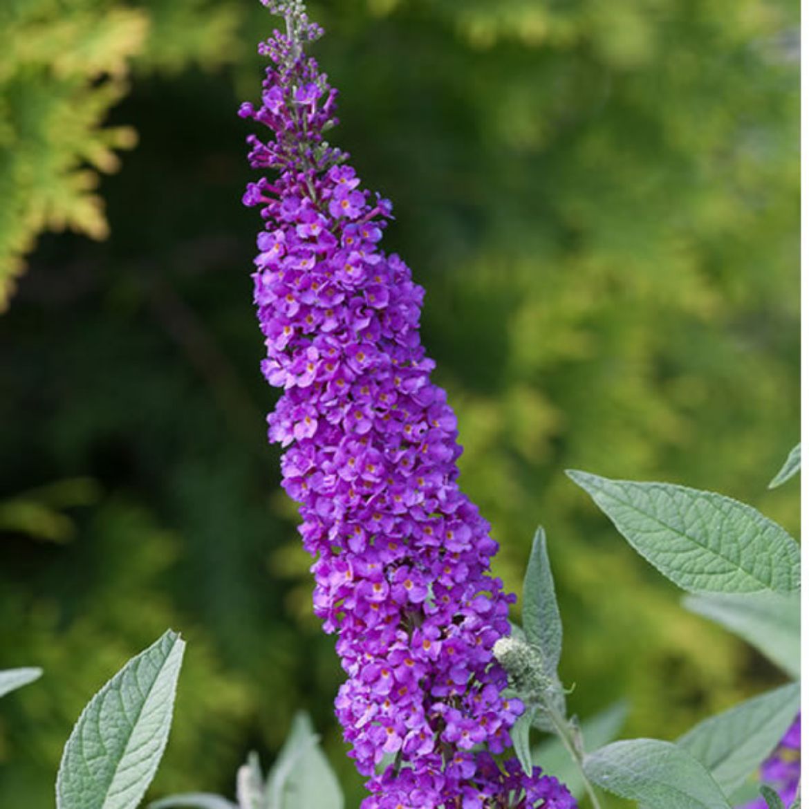 Picture of Buddleia 'Miss Violet'
