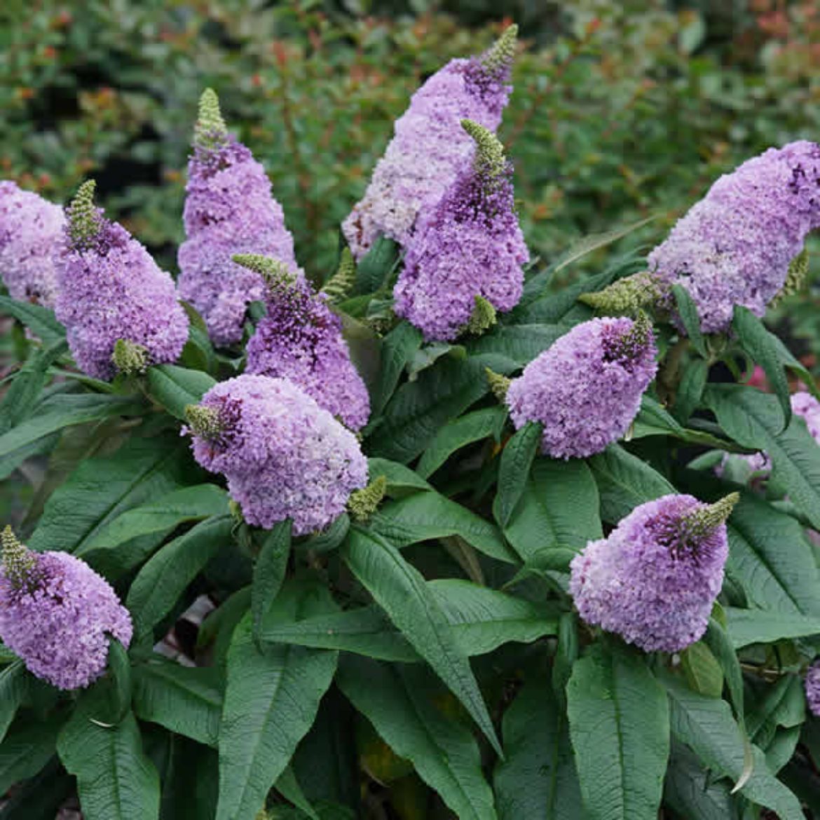 Picture of Buddleia Pugster® Amethyst