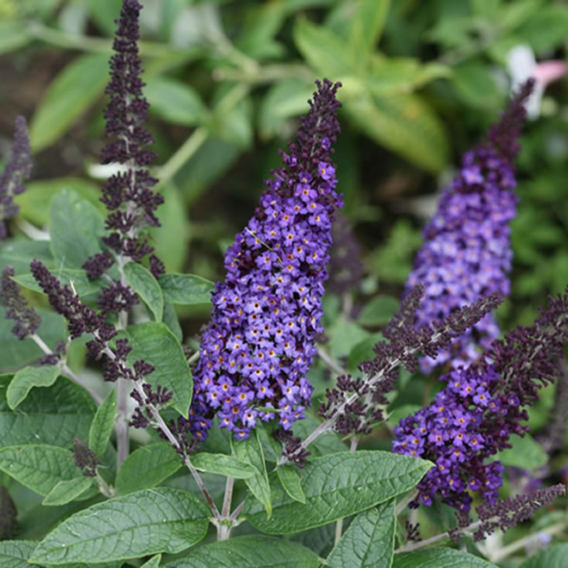 Picture of Buddleia Pugster Blue®