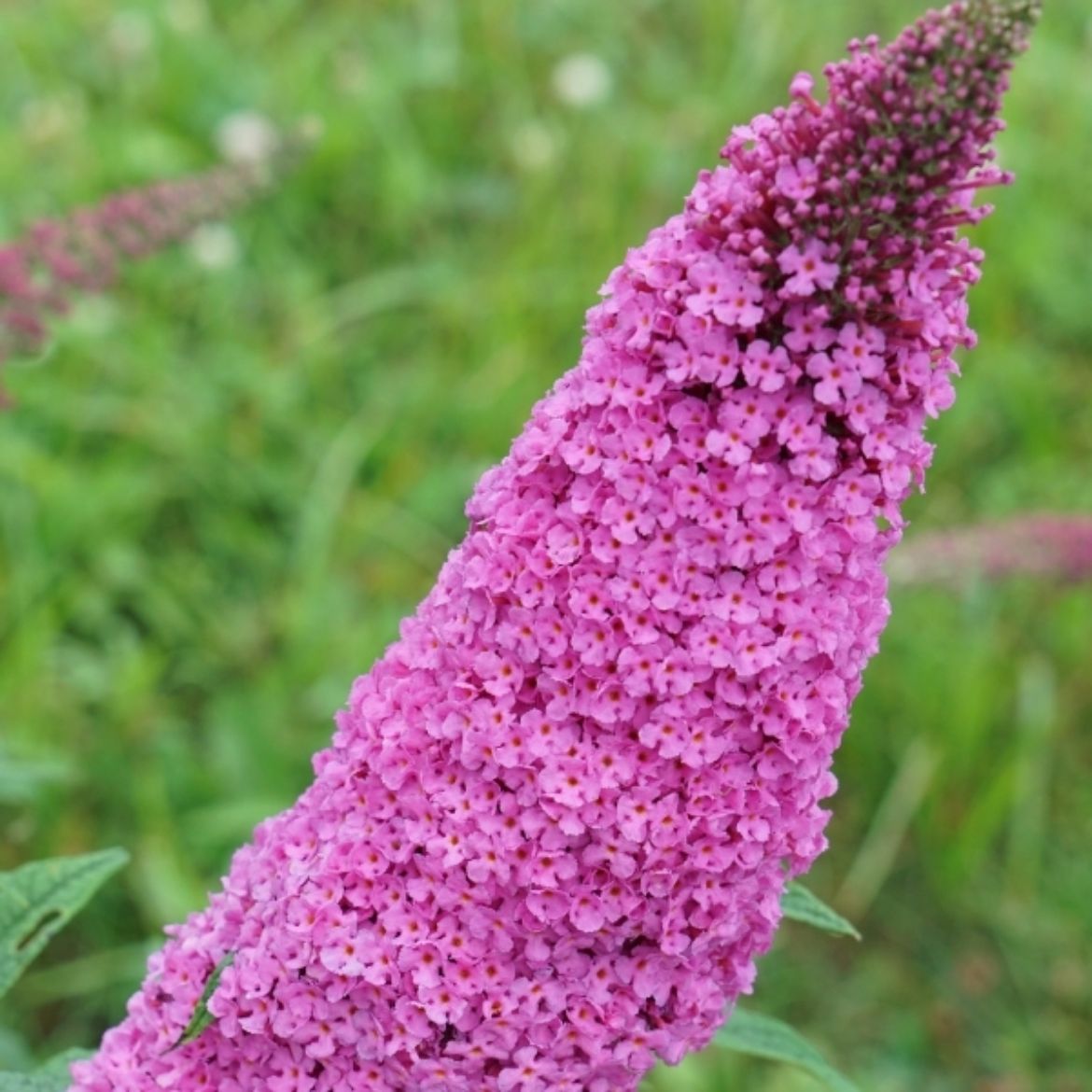 Picture of Buddleia Pugster Pinker™
