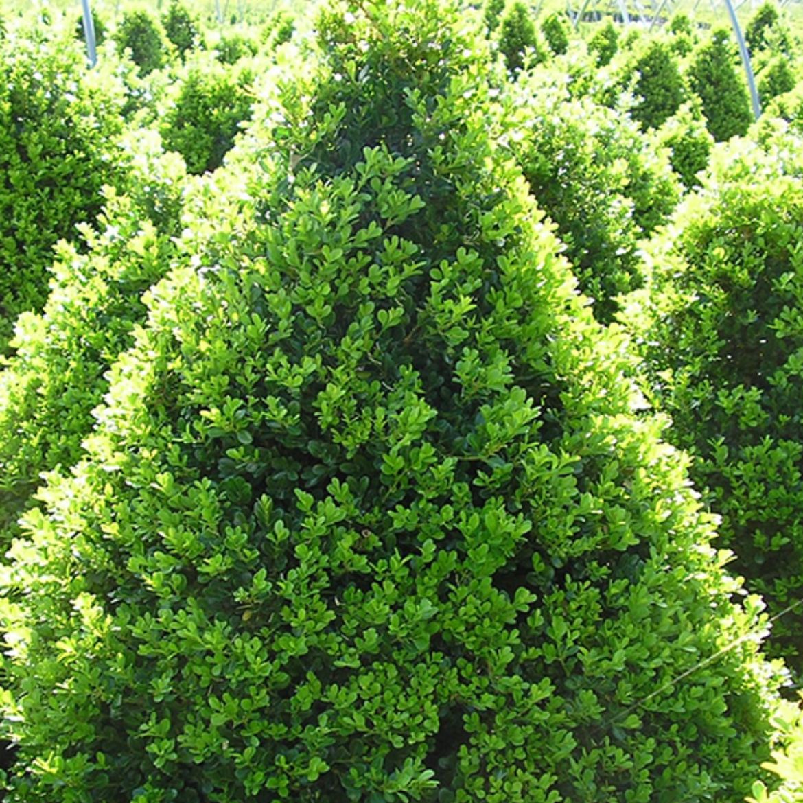 Picture of Buxus 'Cranberry Creek'