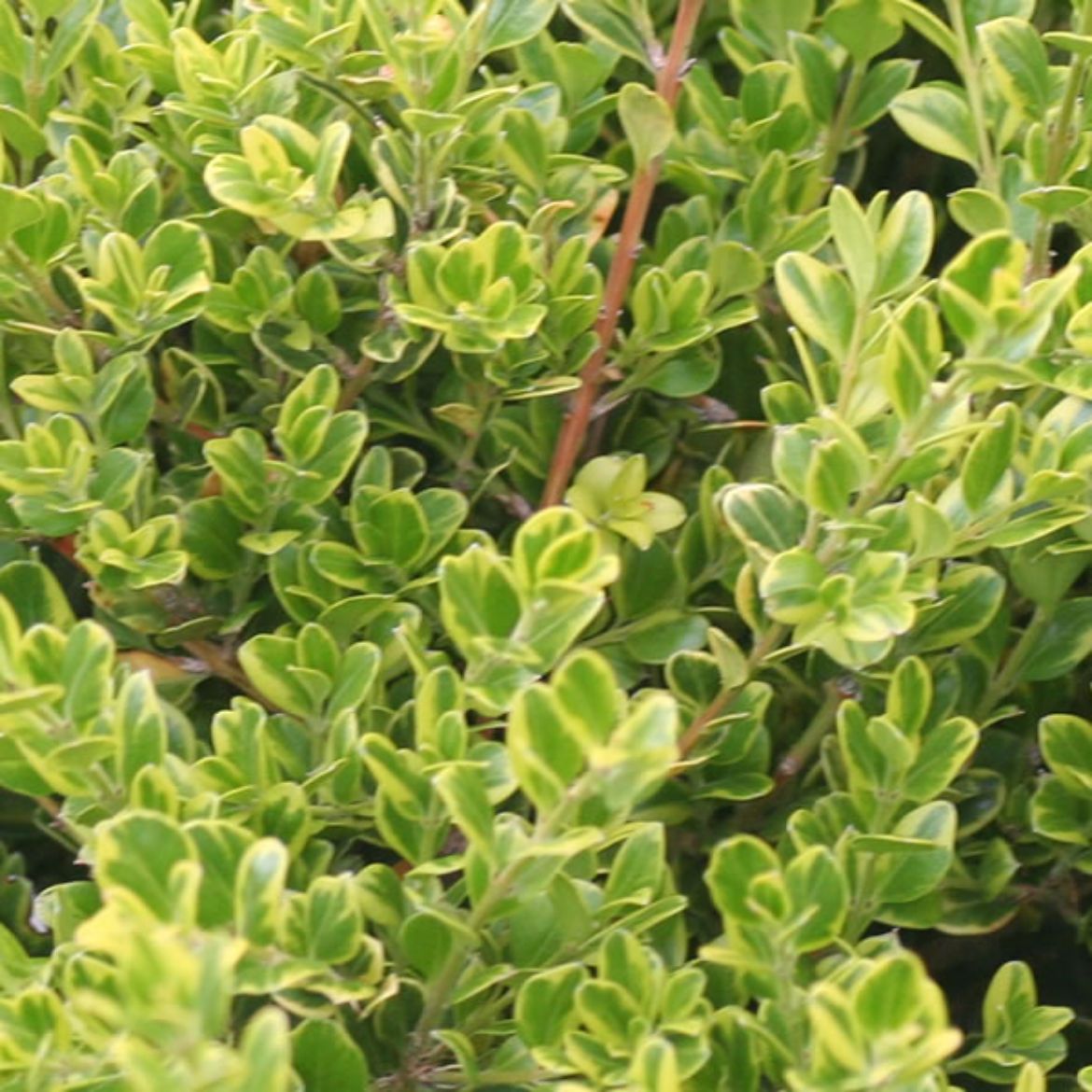 Picture of Buxus mic. 'Golden Dream'