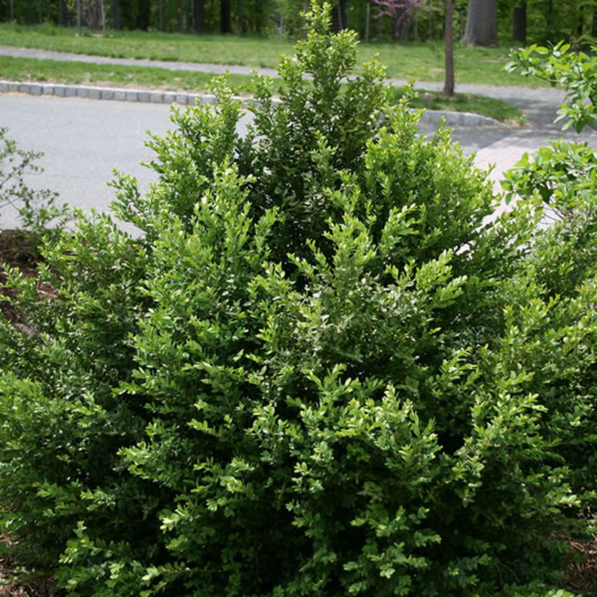Picture of Buxus 'Green Mountain'
