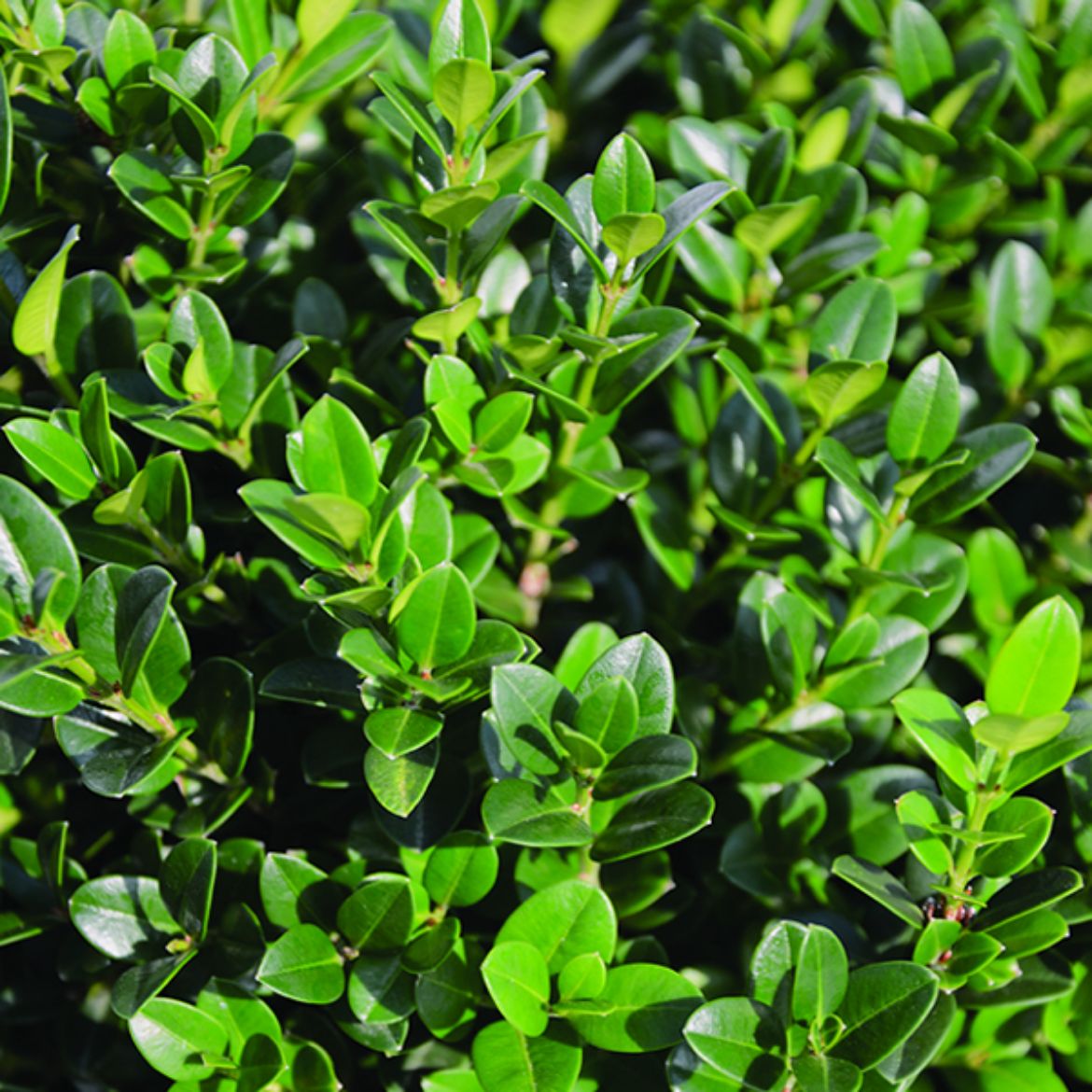 Picture of Buxus mic. 'Little Missy'