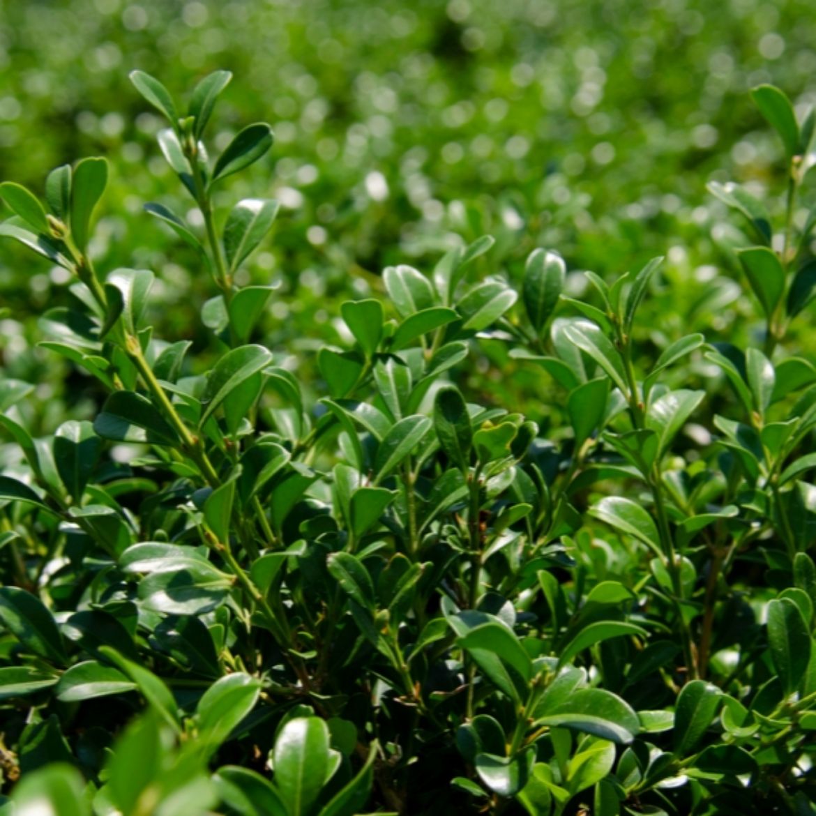 Picture of Buxus NewGen Independence®