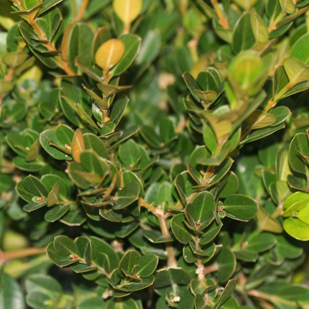 Picture of Buxus mic. 'Winter Gem'