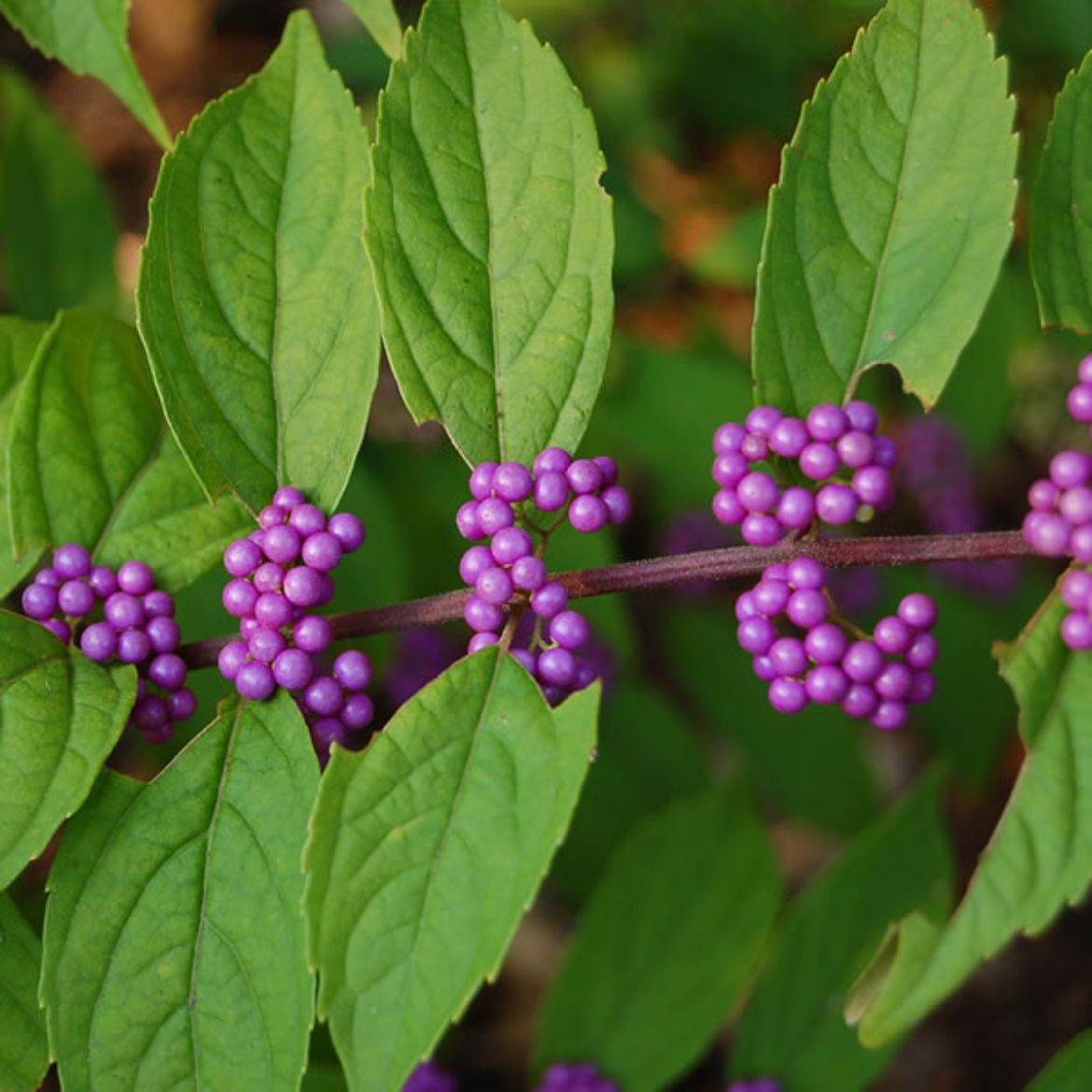 Picture of Callicarpa dic. 'Early Amethyst'