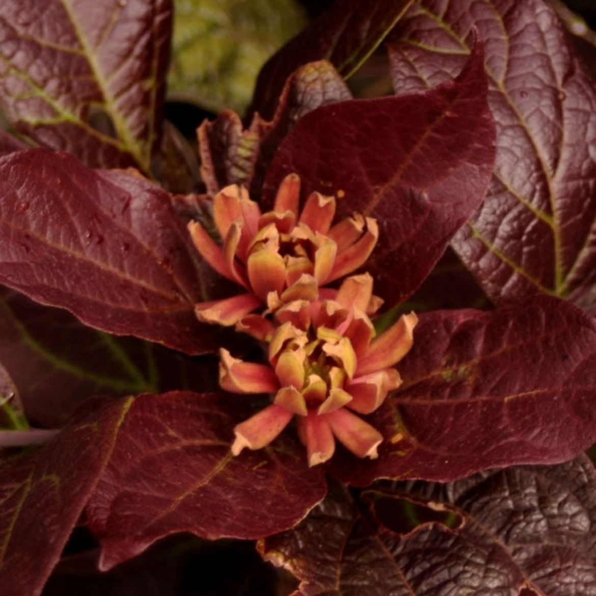 Picture of Calycanthus flo. 'Burgundy Spice'