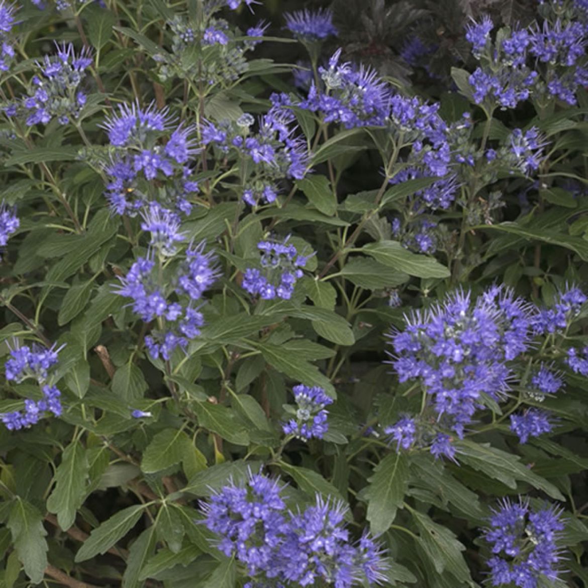 Picture of Caryopteris x c. Beyond Midnight®