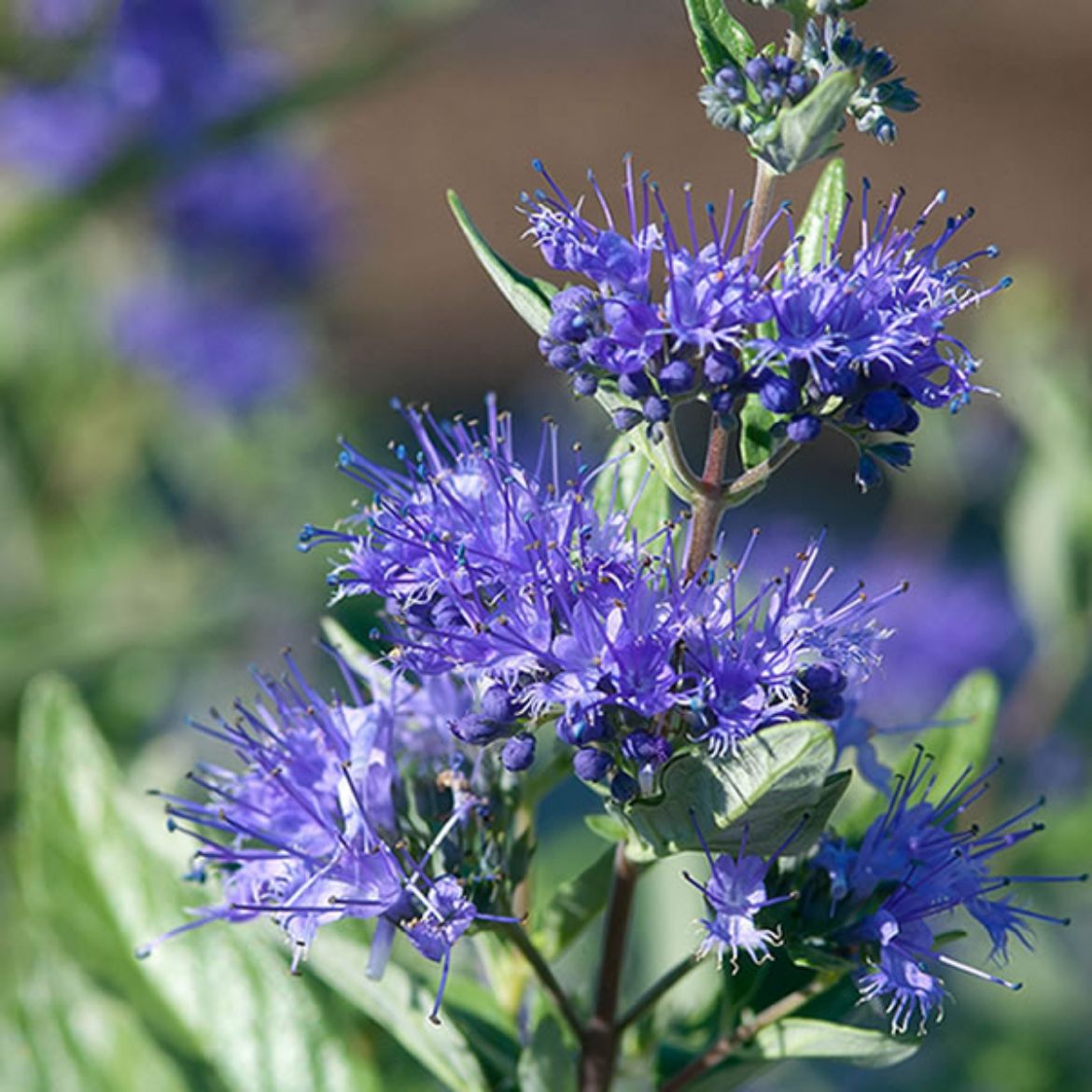 Picture of Caryopteris x c. Sapphire Surf™