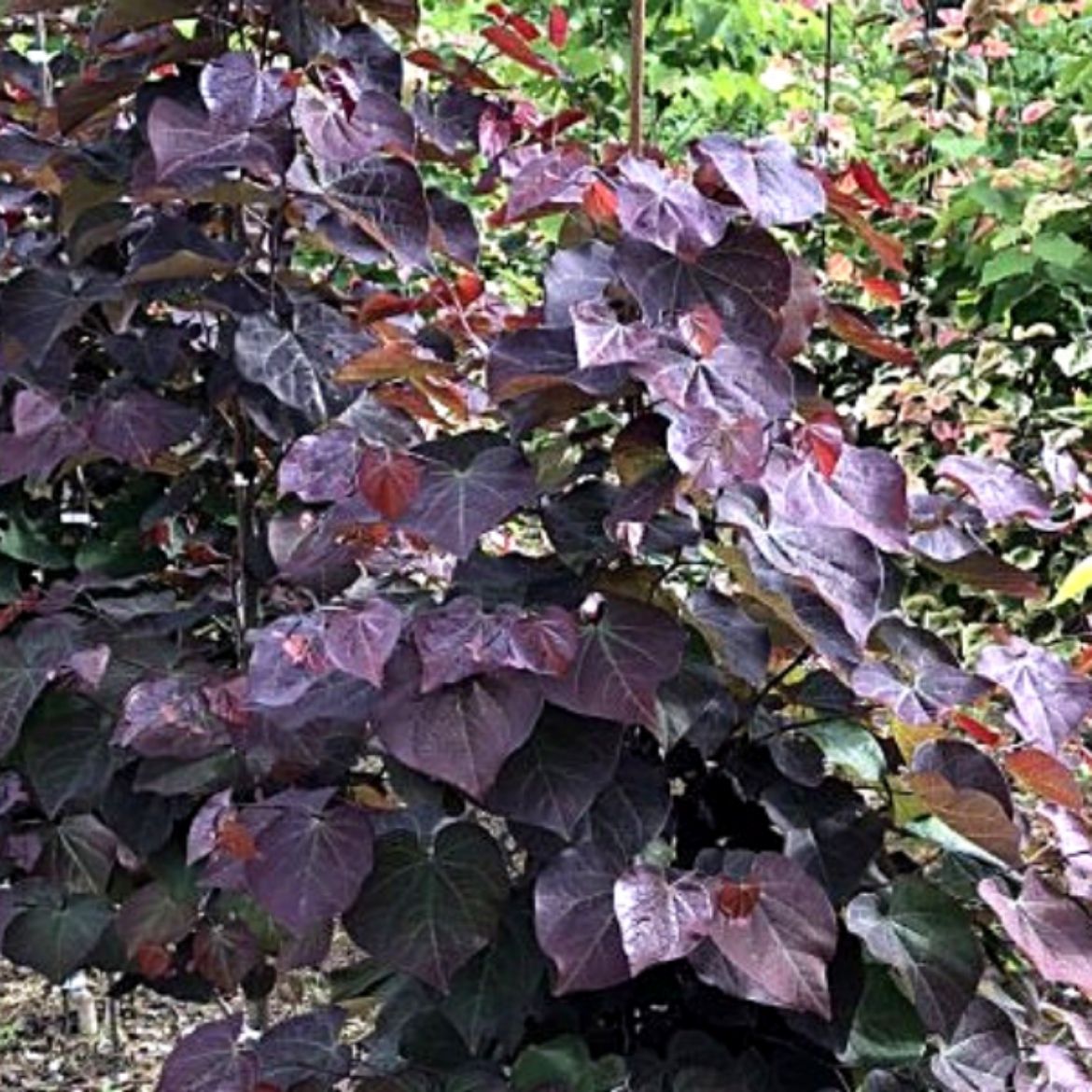 Picture of Cercis can. Black Pearl™