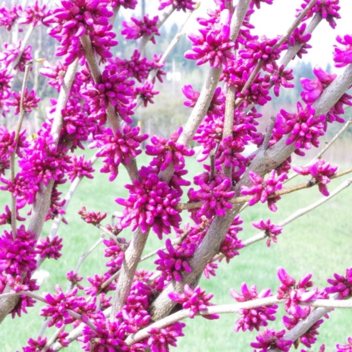 Picture of Cercis chi. 'Don Egolf'
