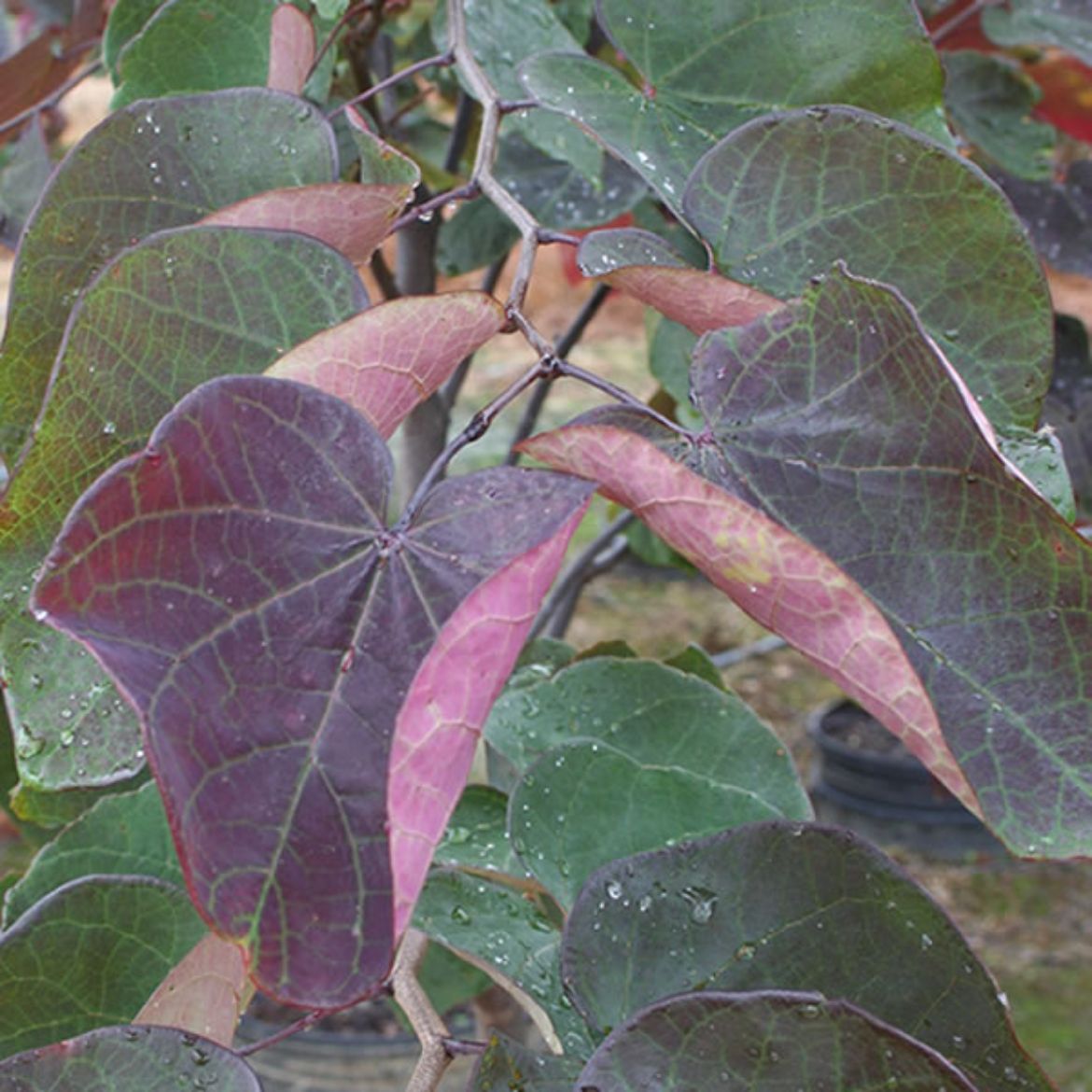 Picture of Cercis can. 'Forest Pansy'