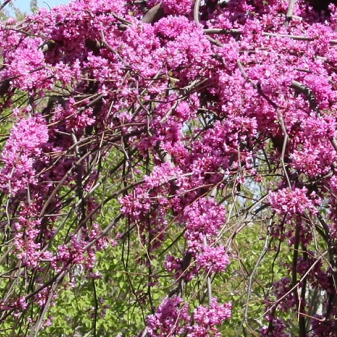 Picture of Cercis can. Lavender Twist™