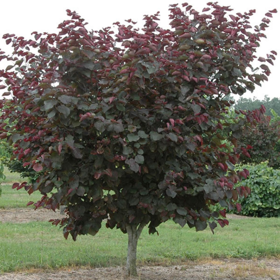 Picture of Cercis can. 'Merlot'