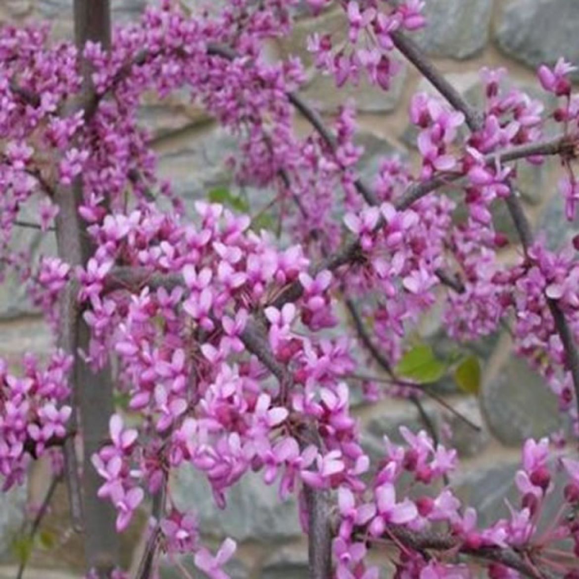 Picture of Cercis can. 'Pink Heartbreaker'