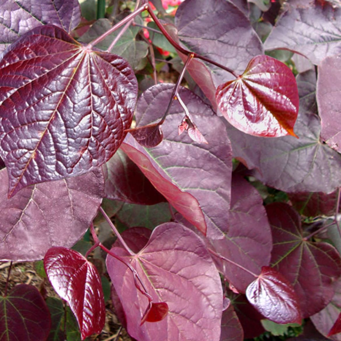Picture of Cercis can. 'Ruby Falls'