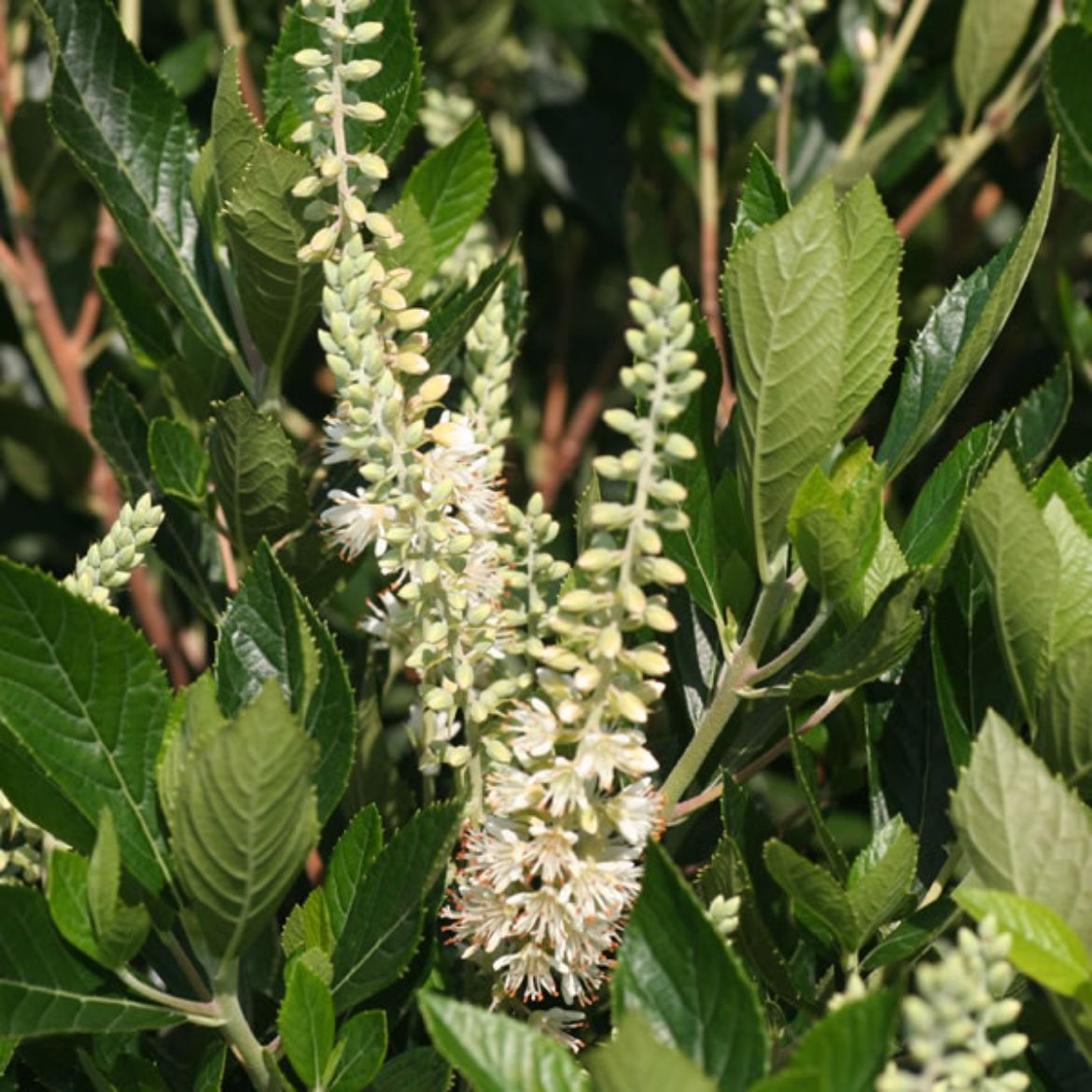 Picture of Clethra aln. 'Hummingbird'