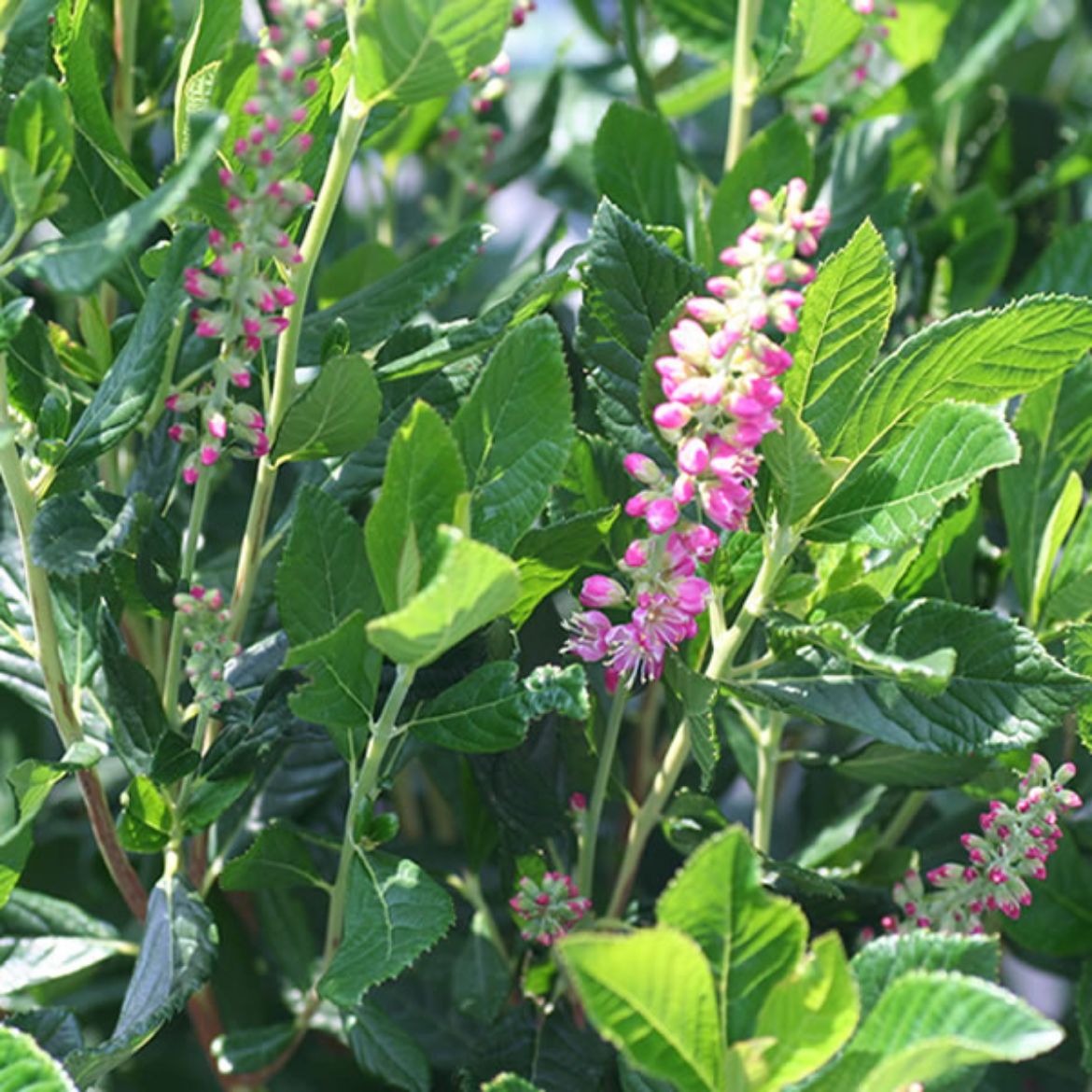 Picture of Clethra aln. 'Ruby Spice'