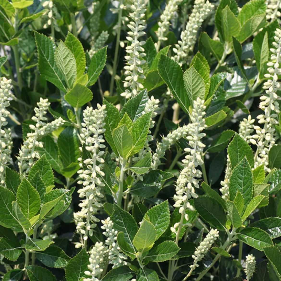 Picture of Clethra aln. 'Sixteen Candles'