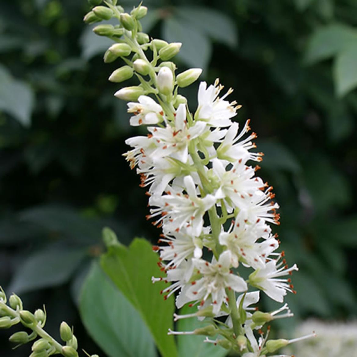 Picture of Clethra aln. Sugartina® 'Crystalina'