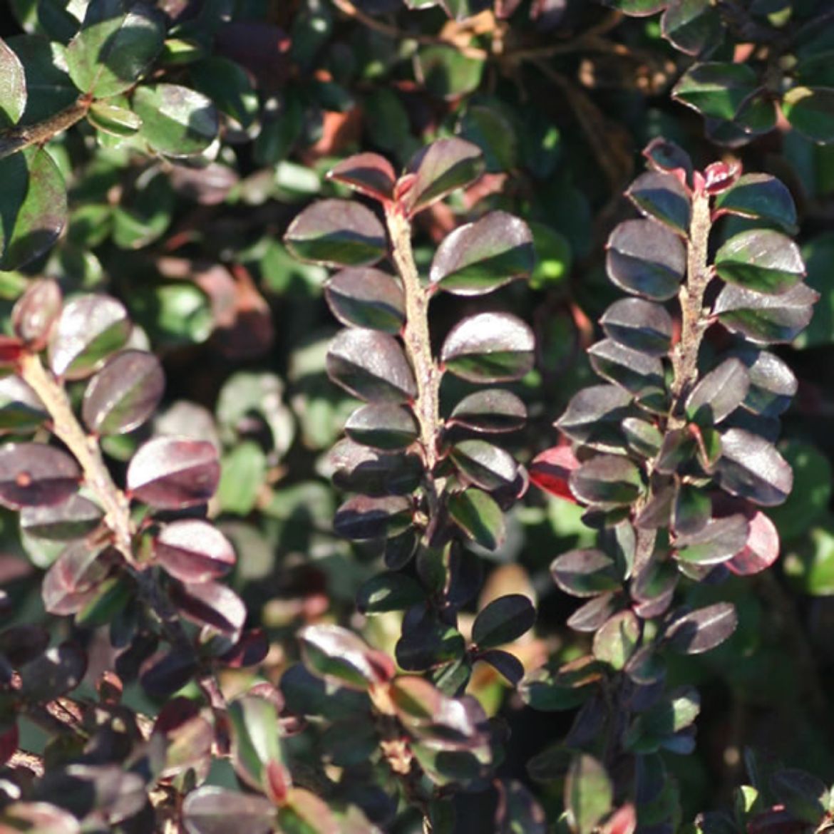 Picture of Cotoneaster adp. 'Little Gem'
