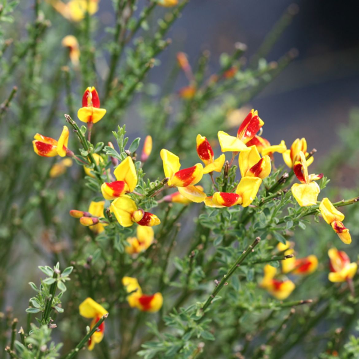 Picture of Cytisus sco. Sister Disco®