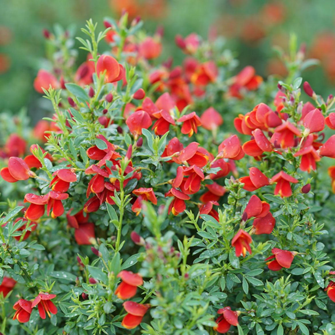 Picture of Cytisus sco. Sister Redhead®