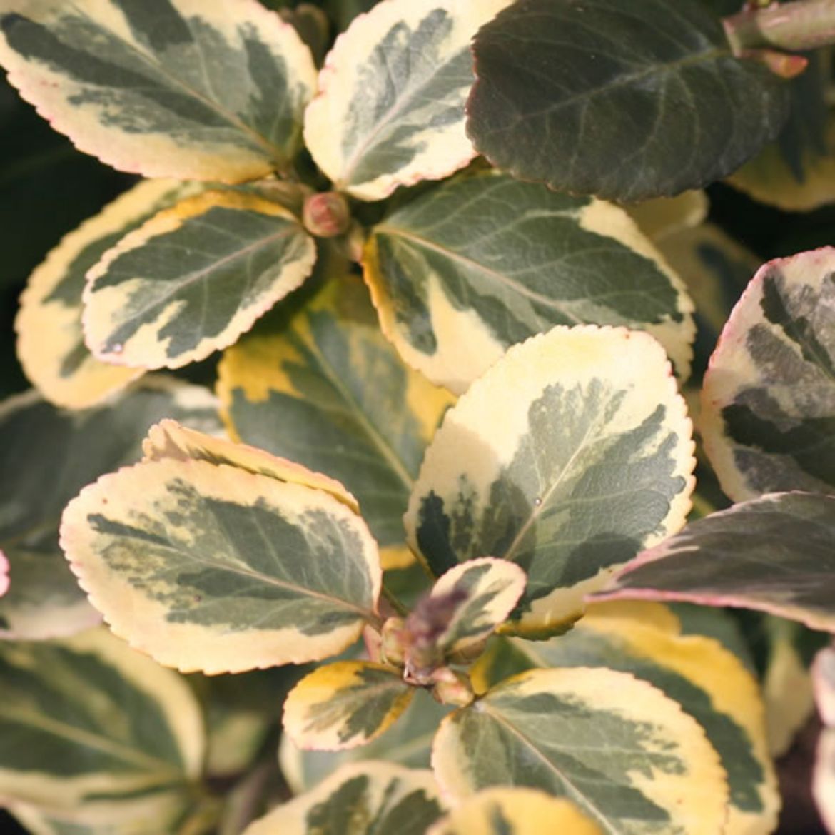 Picture of Euonymus for. Gold Splash®