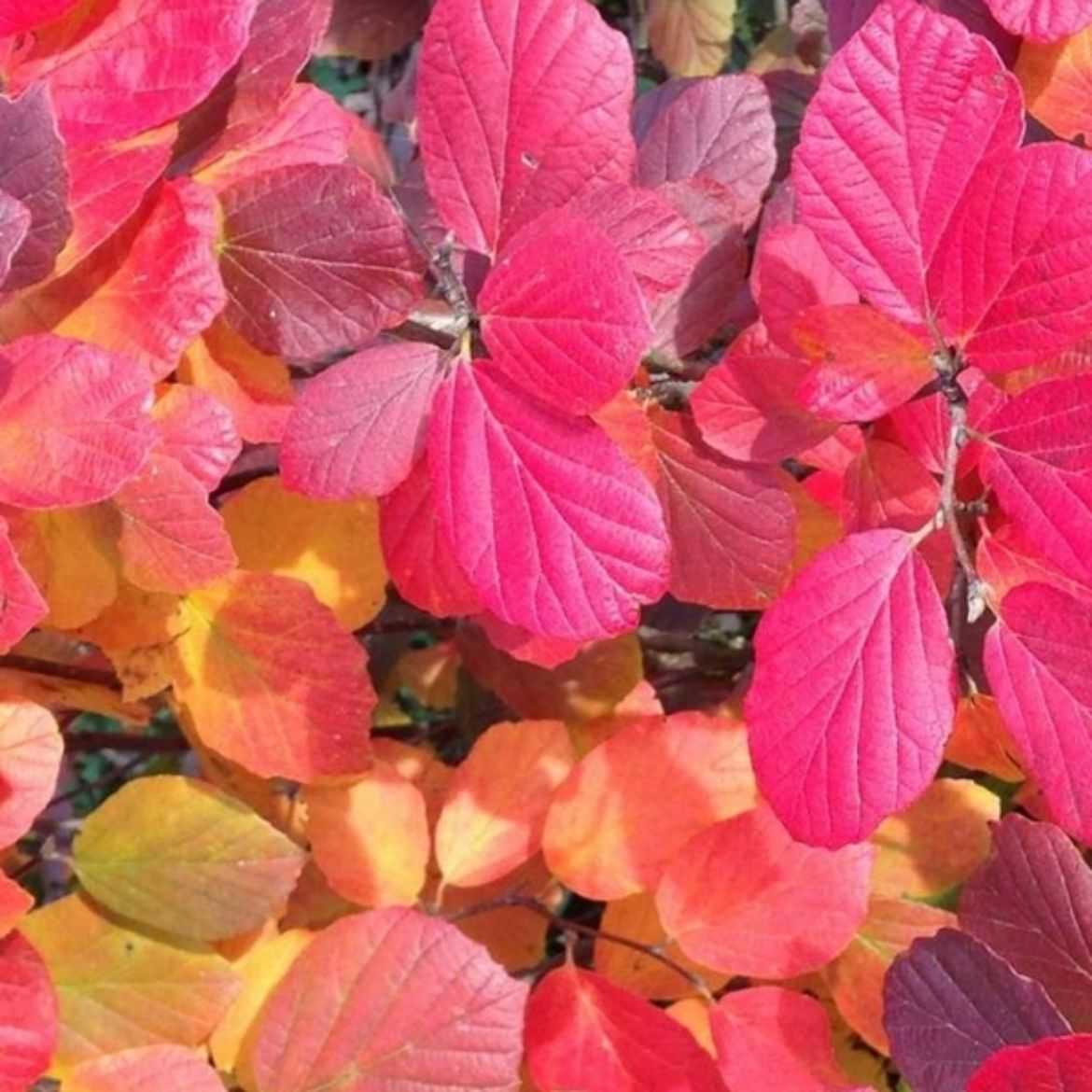 Picture of Fothergilla x i. Legend Of The Fall®