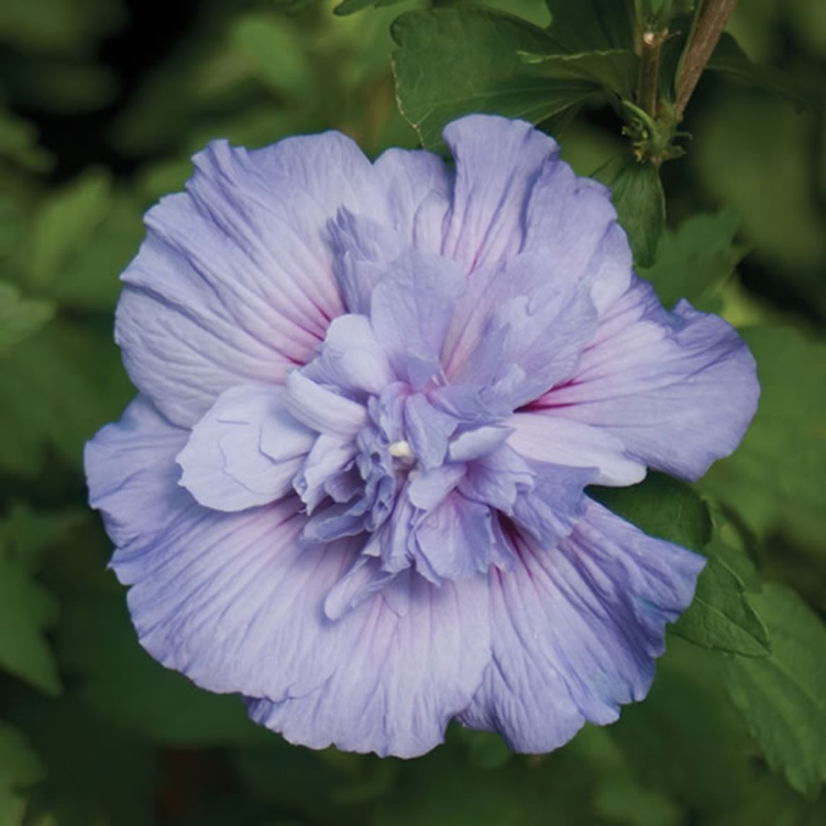 Picture of Hibiscus syr. Blue Chiffon®