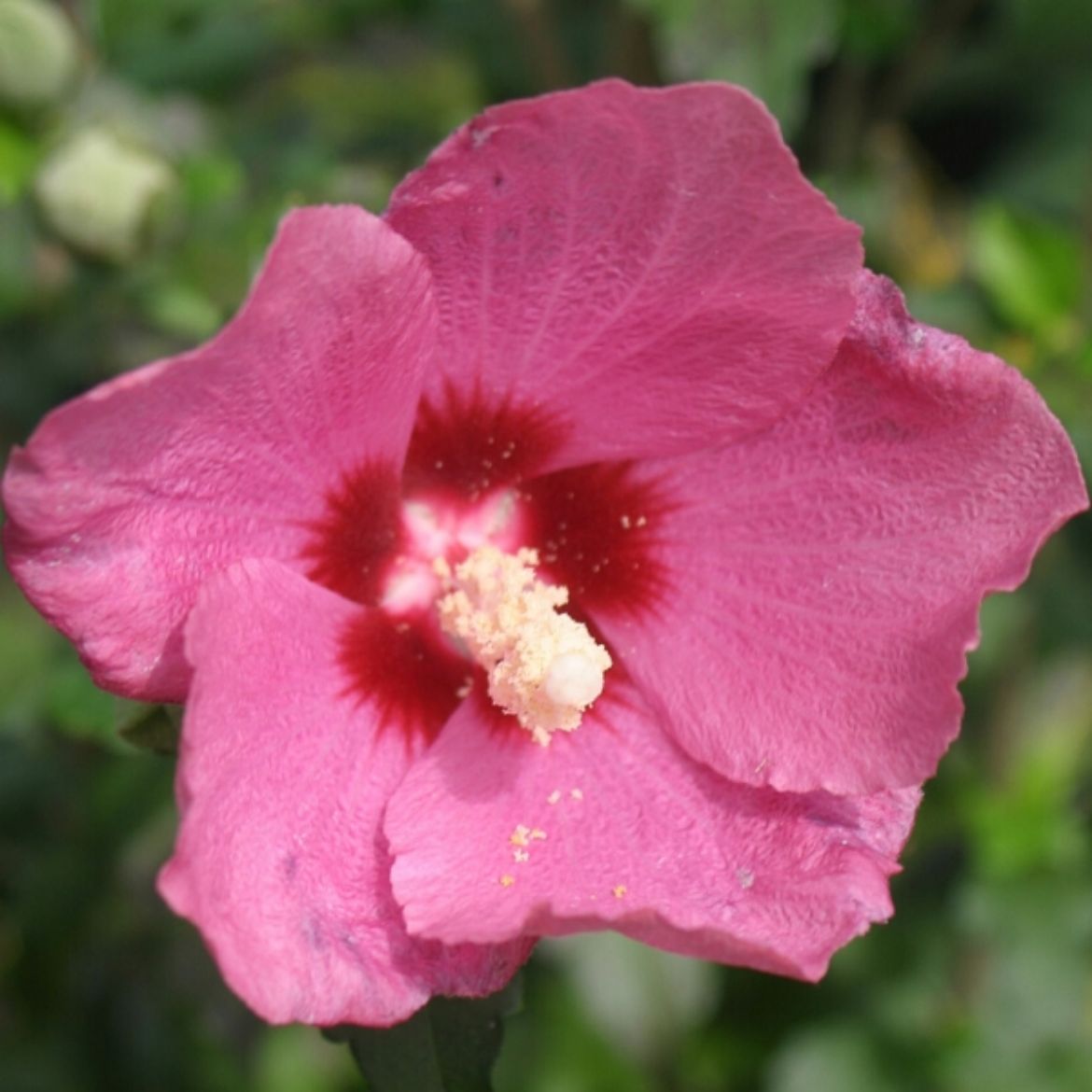 Picture of Hibiscus syr. Lil' Kim® Red