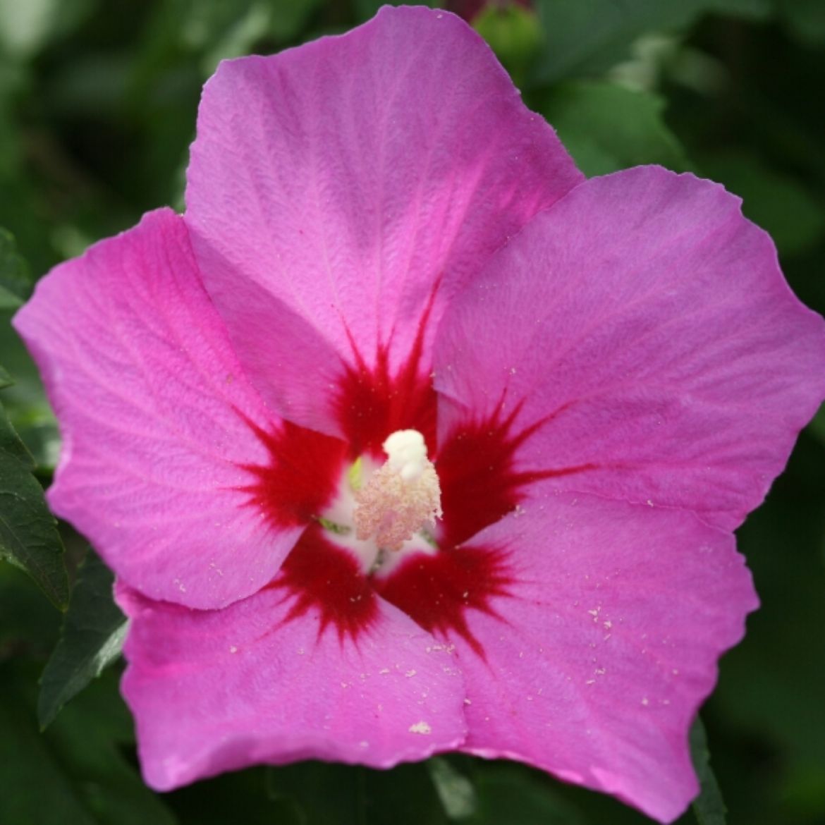 Picture of Hibiscus syr. Lil' Kim® Violet
