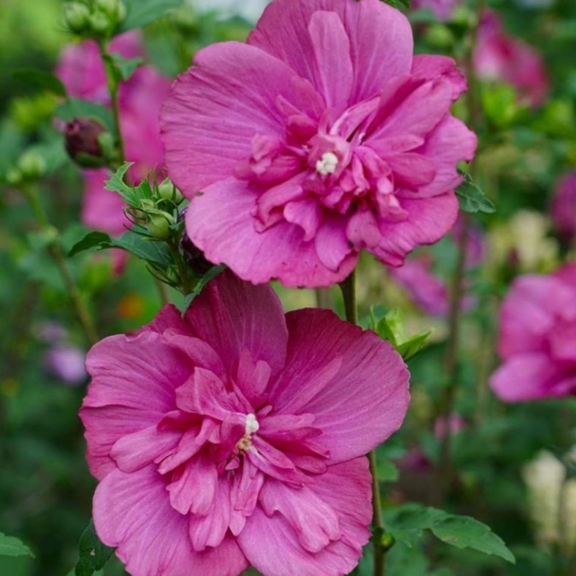 Picture of Hibiscus syr. Magenta Chiffon®
