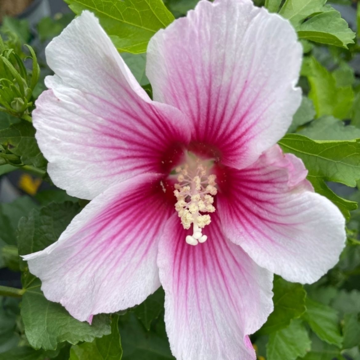 Picture of Hibiscus syr. Paraplu Pink Ink®