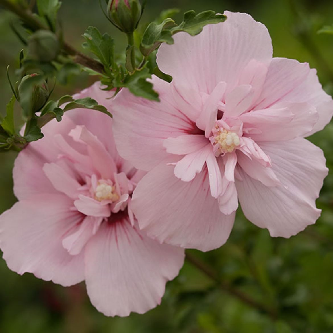 Picture of Hibiscus syr. Pink Chiffon®