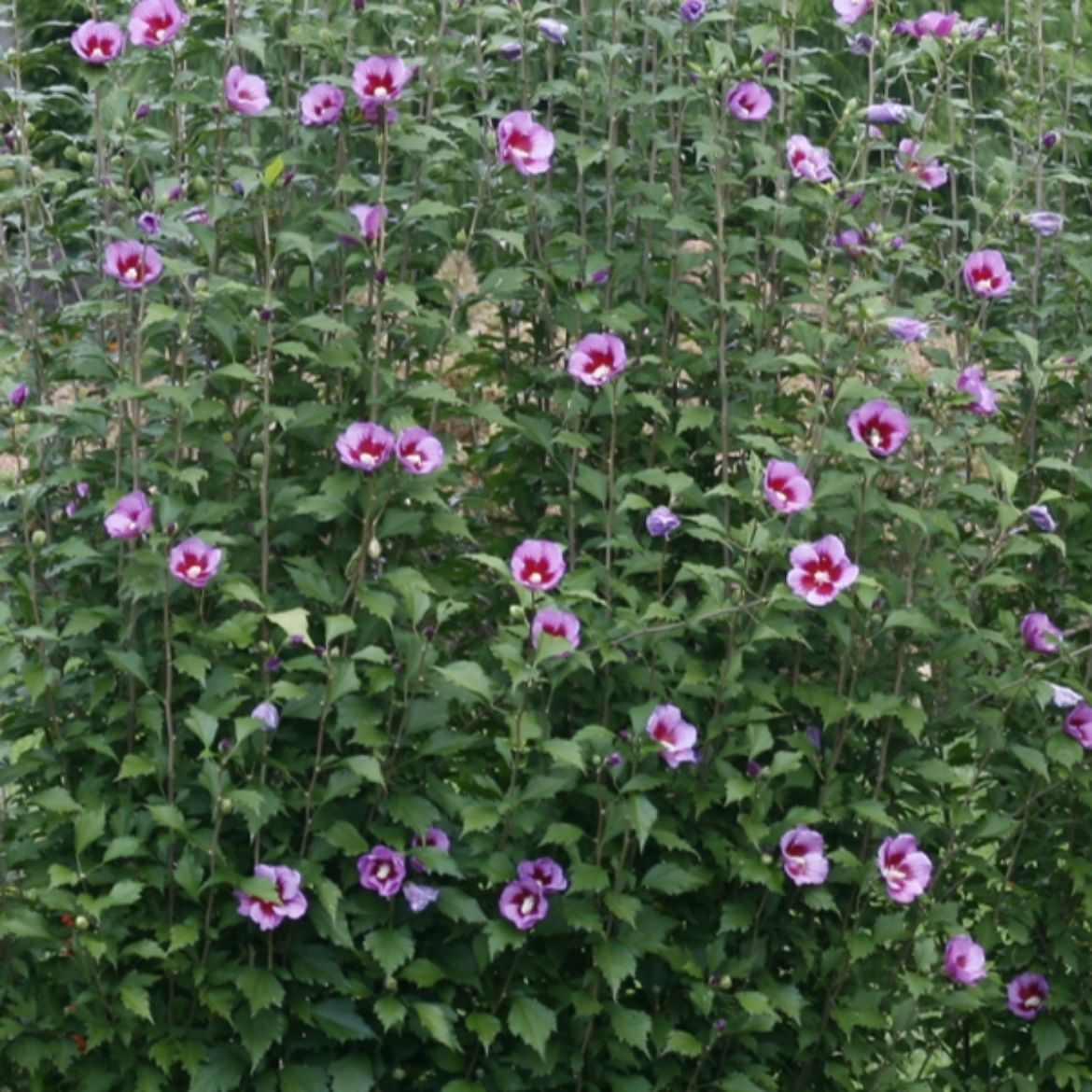 Picture of Hibiscus syr. Purple Pillar®