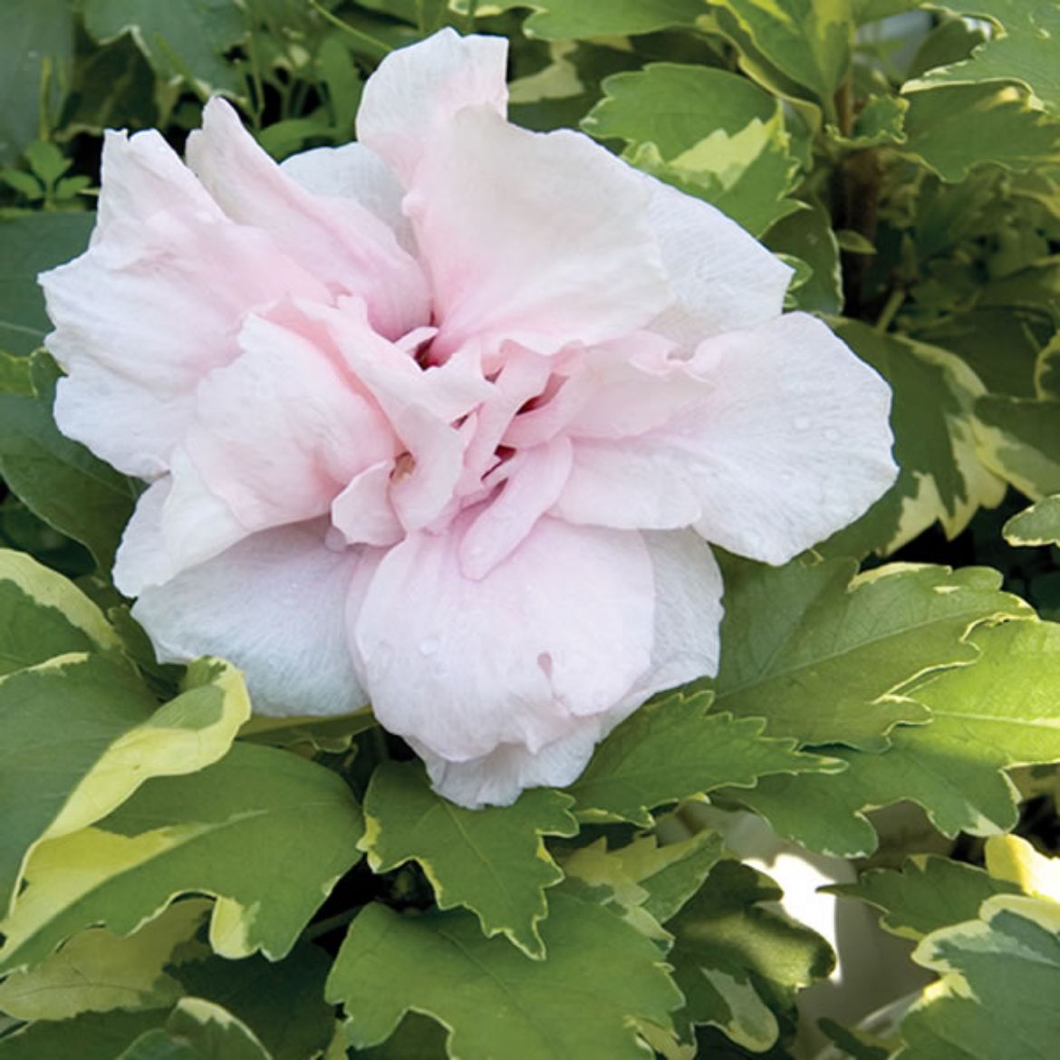Picture of Hibiscus syr. Sugar Tip®