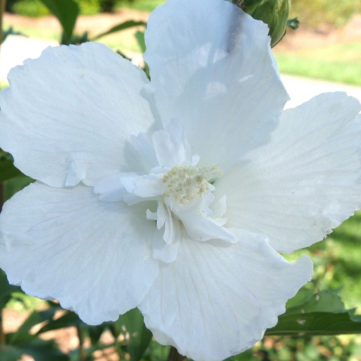 Picture of Hibiscus syr. White Pillar®